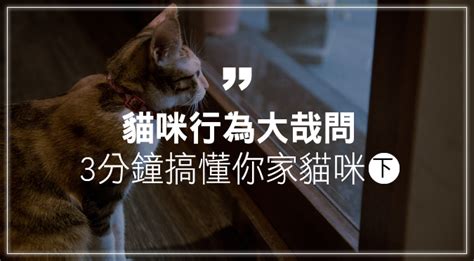 貓自己跑來|貓咪行為大哉問：3分鐘搞懂你家貓咪（下） 